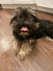 Found/Stray Unknown Dog last seen Eden park, Arlington, TX 76002