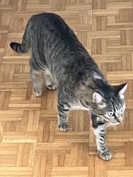Reunited Unknown Cat last seen Coast hwy, Encinitas, CA 92024