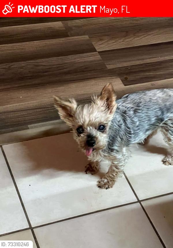 Lost Female Dog last seen Monroe Ave and Martin Luther King, Mayo, FL 32066