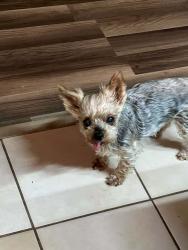 Lost Female Dog last seen Monroe Ave and Martin Luther King, Mayo, FL 32066