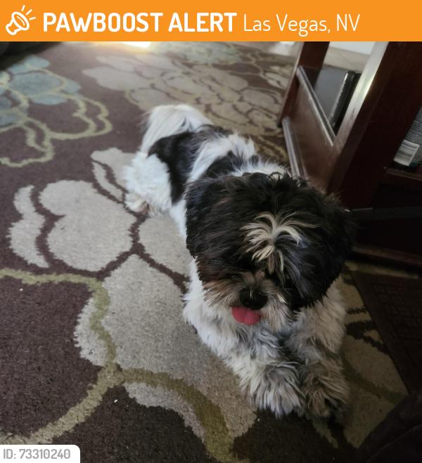 Found/Stray Male Dog last seen Sahara and Maryland, Las Vegas, NV 89104