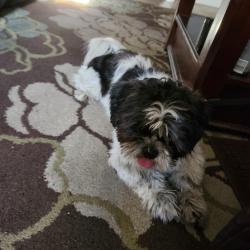 Found/Stray Male Dog last seen Sahara and Maryland, Las Vegas, NV 89104