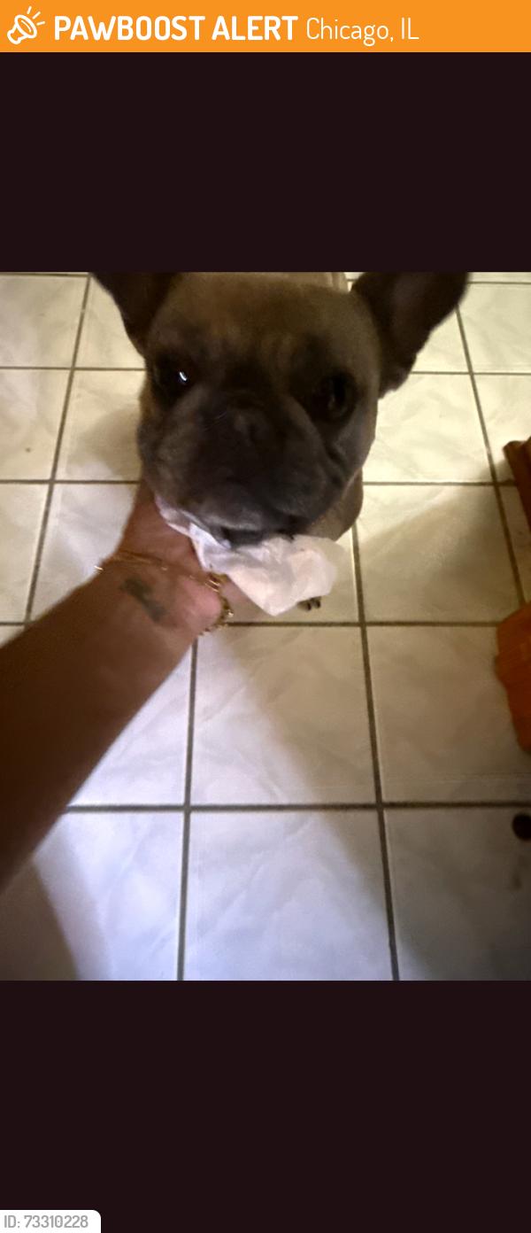 Found/Stray Female Dog last seen Wellington/n.Lockwood, Chicago, IL 60641