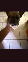 Found/Stray Female Dog last seen Wellington/n.Lockwood, Chicago, IL 60641