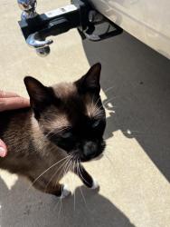 Found/Stray Unknown Cat last seen In Country Square Development. Newberry, FL, Newberry, FL 32669