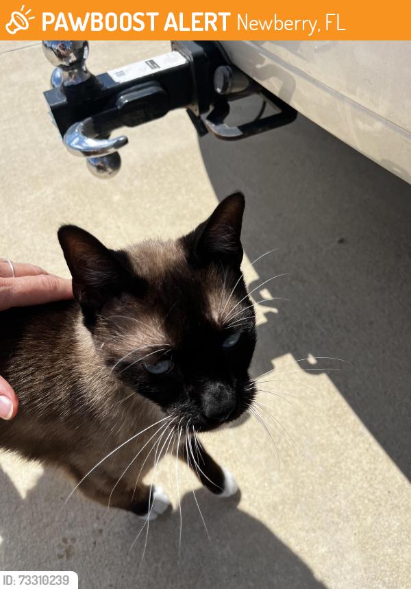 Found/Stray Unknown Cat last seen In Country Square Development. Newberry, FL, Newberry, FL 32669