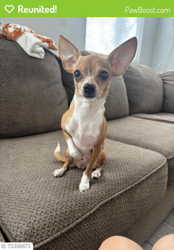 Reunited Unknown Dog last seen Power and Germann, Gilbert, AZ 85297