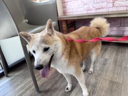 Reunited Male Dog last seen Carmel mountain road and amberglades, San Diego, CA 92130