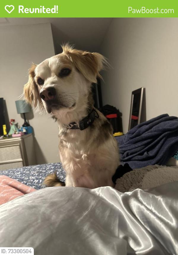 Reunited Male Dog last seen Doorchester North Charleston, North Charleston, SC 29420