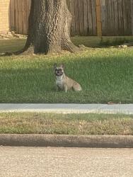 Reunited Male Dog last seen Near Driftwood and Birch Dr, La Porte, TX 77571