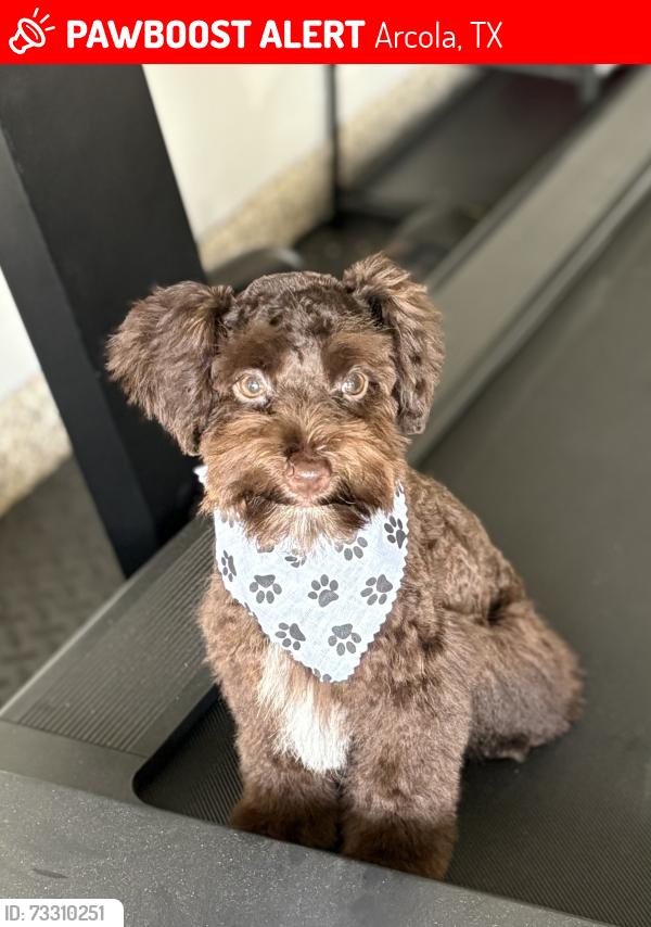Lost Male Dog last seen Merridiana PKWY, Arcola, TX 77583