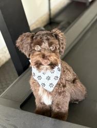 Lost Male Dog last seen Merridiana PKWY, Arcola, TX 77583