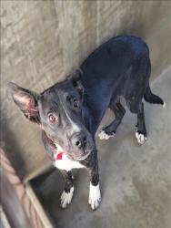 Shelter Stray Female Dog last seen , 14409 Vanowen St, Van Nuys, CA 91405, USA