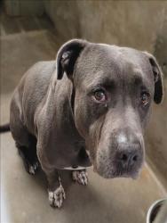 Shelter Stray Male Dog last seen , 14409 Vanowen St, Van Nuys, CA 91405, USA