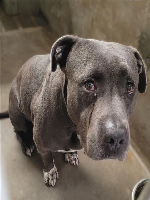 Shelter Stray Male Dog last seen , 14409 Vanowen St, Van Nuys, CA 91405, USA