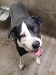 Shelter Stray Male Dog last seen , 14409 Vanowen St, Van Nuys, CA 91405, USA