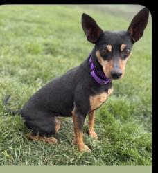 Lost Female Dog last seen Frost and N. Florissant, Berkeley, MO 63134