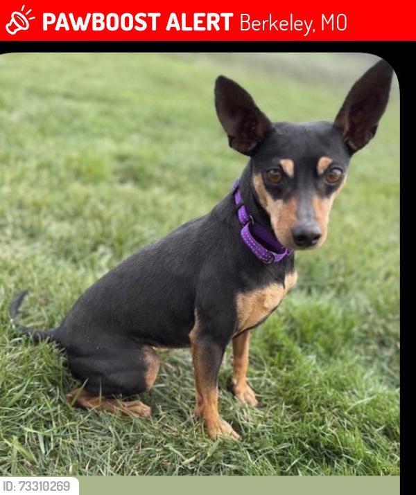 Lost Female Dog last seen Frost and N. Florissant, Berkeley, MO 63134