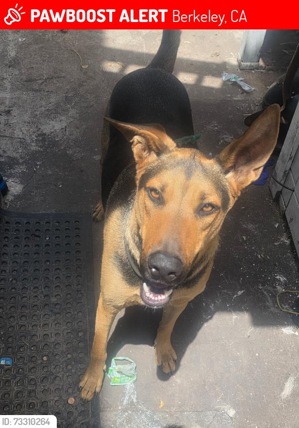 Lost Male Dog last seen Arch and Hilgard, Berkeley, CA, Berkeley, CA 94709