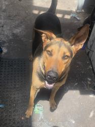 Lost Male Dog last seen Arch and Hilgard, Berkeley, CA, Berkeley, CA 94709