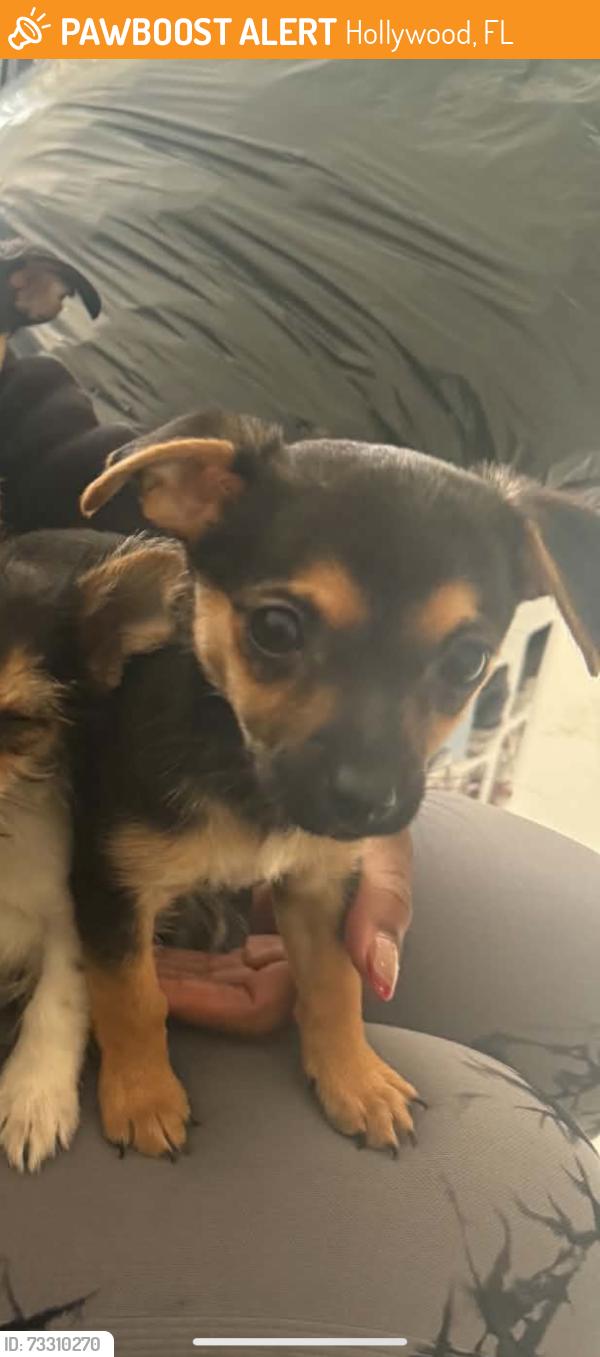 Found/Stray Male Dog last seen North Pierce st, Hollywood, FL 33020