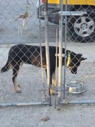 Found/Stray Unknown Dog last seen Jaguar street near impala and milpa verde neighborhood, Brownsville, TX 78521
