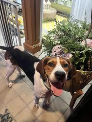 Found/Stray Male Dog last seen Lafayette road, Rocky Face, ga, Whitfield County, GA 30740