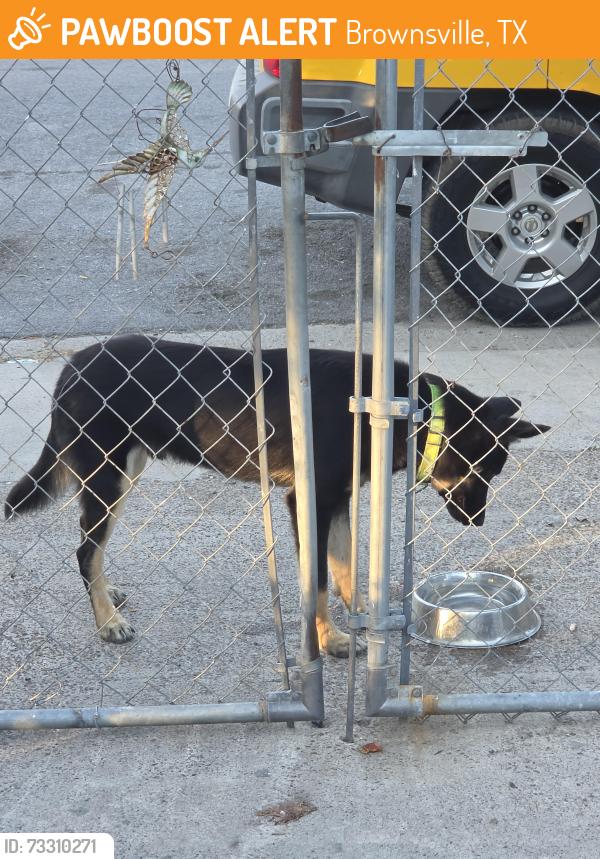 Found/Stray Unknown Dog last seen Jaguar street near impala and milpa verde neighborhood, Brownsville, TX 78521
