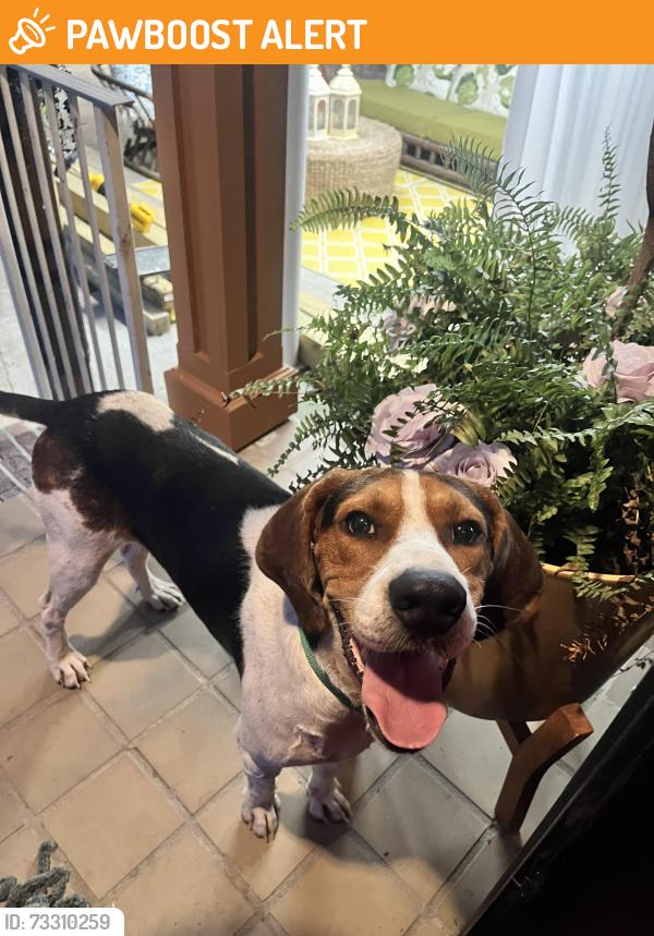 Found/Stray Male Dog last seen Lafayette road, Rocky Face, ga, Whitfield County, GA 30740