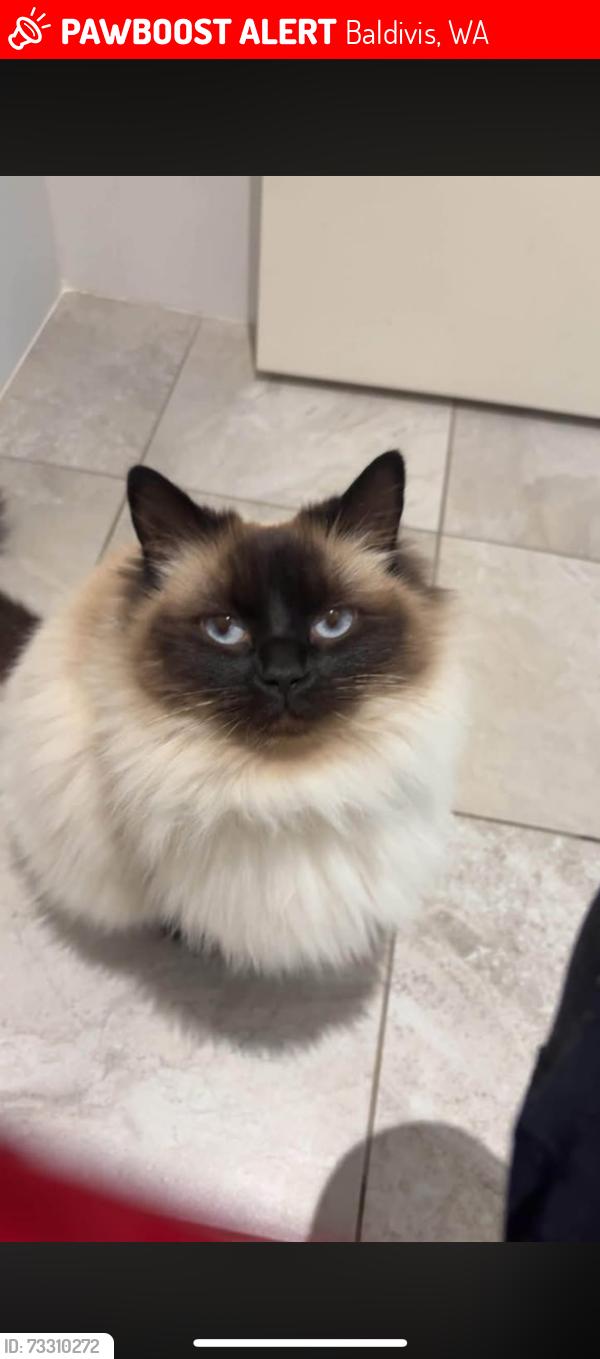 Lost Female Cat last seen Near Jennings way Baldivis, Baldivis, WA 6171