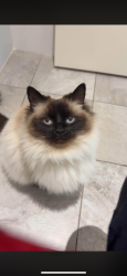 Lost Female Cat last seen Near Jennings way Baldivis, Baldivis, WA 6171