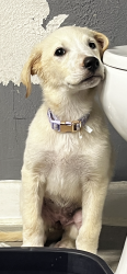Lost Female Dog last seen Panola, Stonecrest, GA 30038