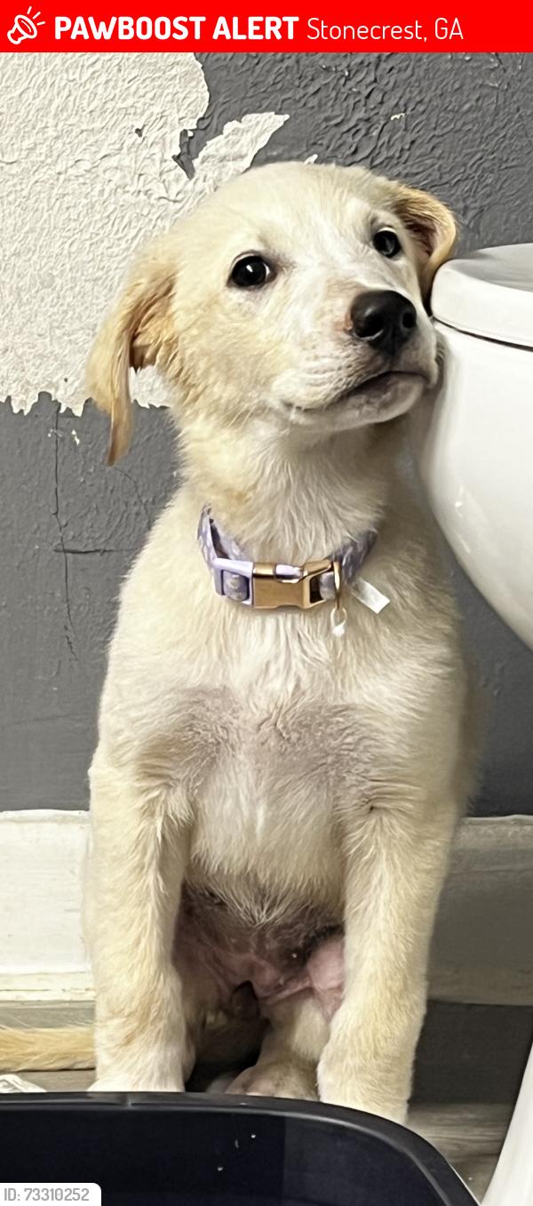 Lost Female Dog last seen Panola, Stonecrest, GA 30038