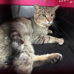 Shelter Stray Male Cat last seen Near, 2600 S Harding St, Indianapolis, IN 46221, USA