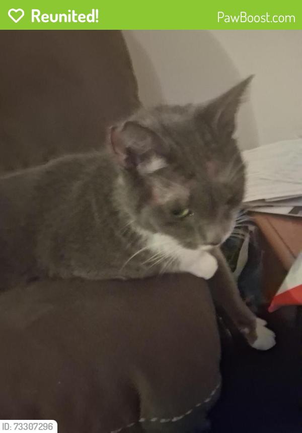 Reunited Female Cat last seen Near academy street, Amsterdam, NY 12010