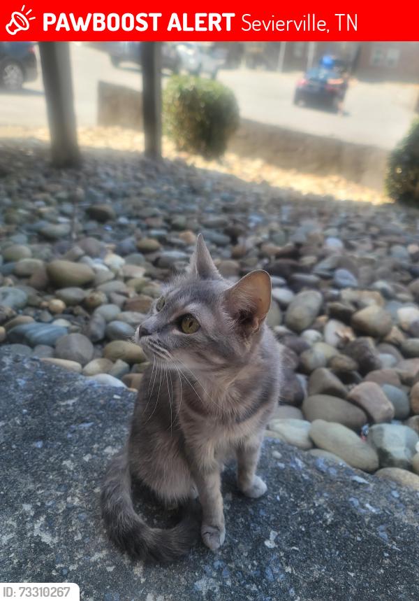 Lost Female Cat last seen Chapman hwy, sevier animal hosp, Sevierville, TN 37862