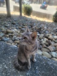 Lost Female Cat last seen Chapman hwy, sevier animal hosp, Sevierville, TN 37862