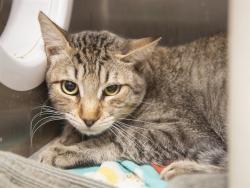 Shelter Stray Male Cat last seen THOMAS AND AVONDALE BLVD, 5501 E Van Buren St, Phoenix, AZ 85008, USA