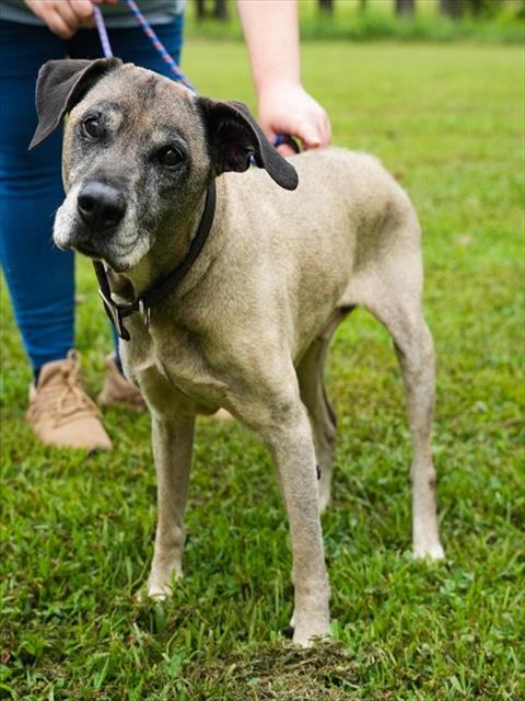 Shelter Stray Male Dog last seen JENNY DR, 1601 Airport Rd, Shelby, NC 28150, USA