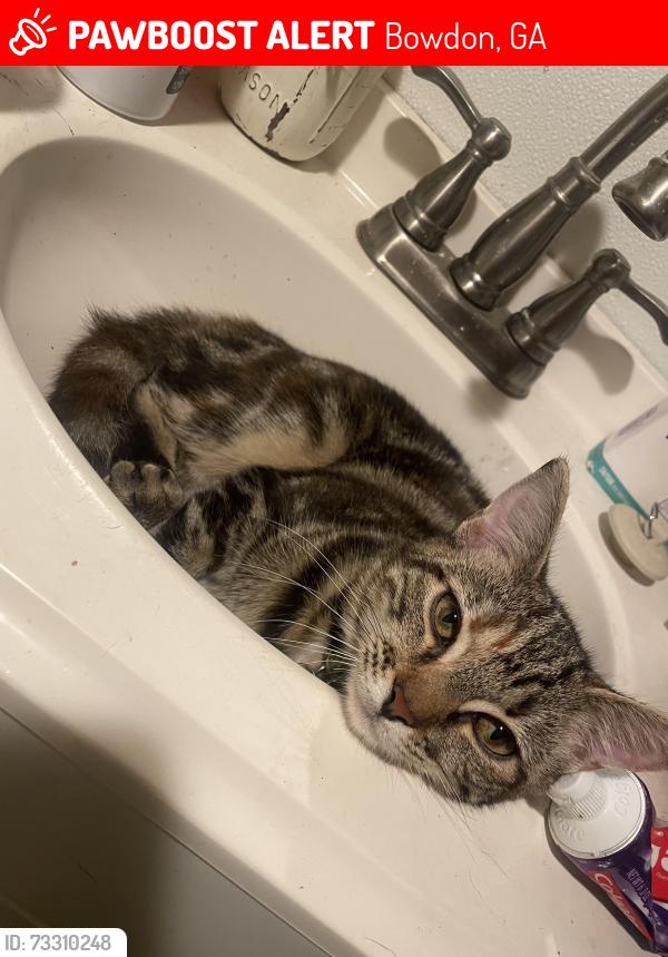 Lost Female Cat last seen Bowdon Library, Bowdon post office, Bowdon Baptist Church, Bowdon, GA 30108