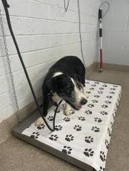 Shelter Stray Female Dog last seen KILDARE, 1601 Airport Rd, Shelby, NC 28150, USA