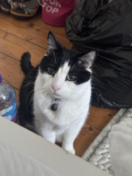 Lost Male Cat last seen In my back garden, Spencer Rise, Greater London, England NW5 1HN