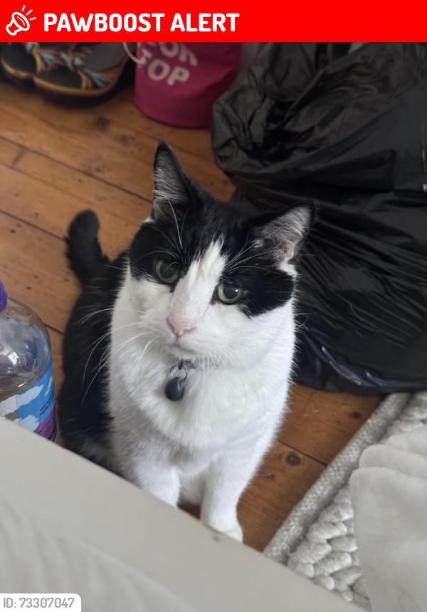 Lost Male Cat last seen In my back garden, Spencer Rise, Greater London, England NW5 1HN