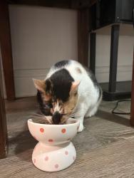 Reunited Female Cat last seen Washington ave western ave, Albany, NY 12206