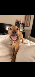 Lost Male Dog last seen Near 31st Place, Lubbock, TX 79407, Lubbock, TX 79407