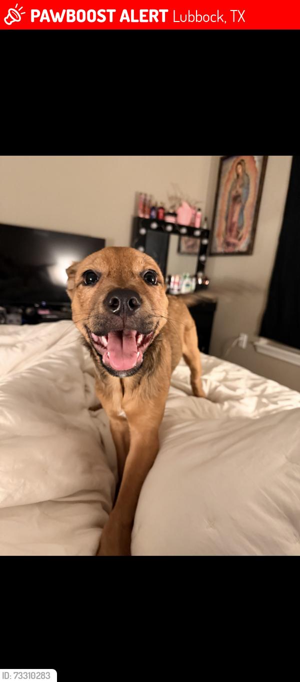 Lost Male Dog last seen Near 31st Place, Lubbock, TX 79407, Lubbock, TX 79407