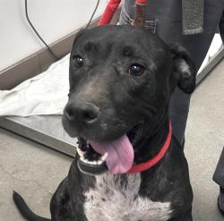 Shelter Stray Female Dog last seen , 4000 N Silverbell Rd, Tucson, AZ 85745, USA