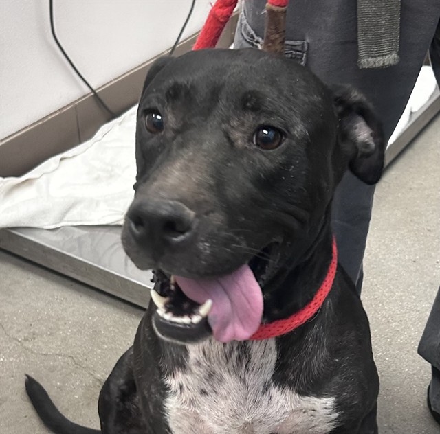 Shelter Stray Female Dog last seen , 4000 N Silverbell Rd, Tucson, AZ 85745, USA