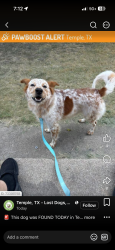 Reunited Male Dog last seen 37th St., Temple, TX, Temple, TX 76504