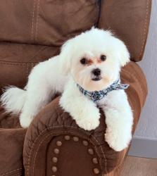 Reunited Male Dog last seen N Oak St, Springdale near to apmts The Heights on Oak, Springdale, AR 72764